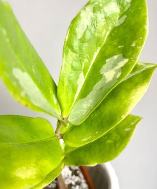 zz plant Gold showing variegated foliage