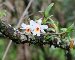 Orchid mounted on tree branch