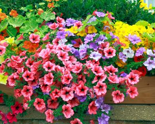 A sumer container planted with petunias and nasturtiums