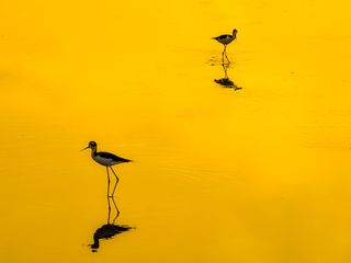 GuruShots - The Art of Minimalism