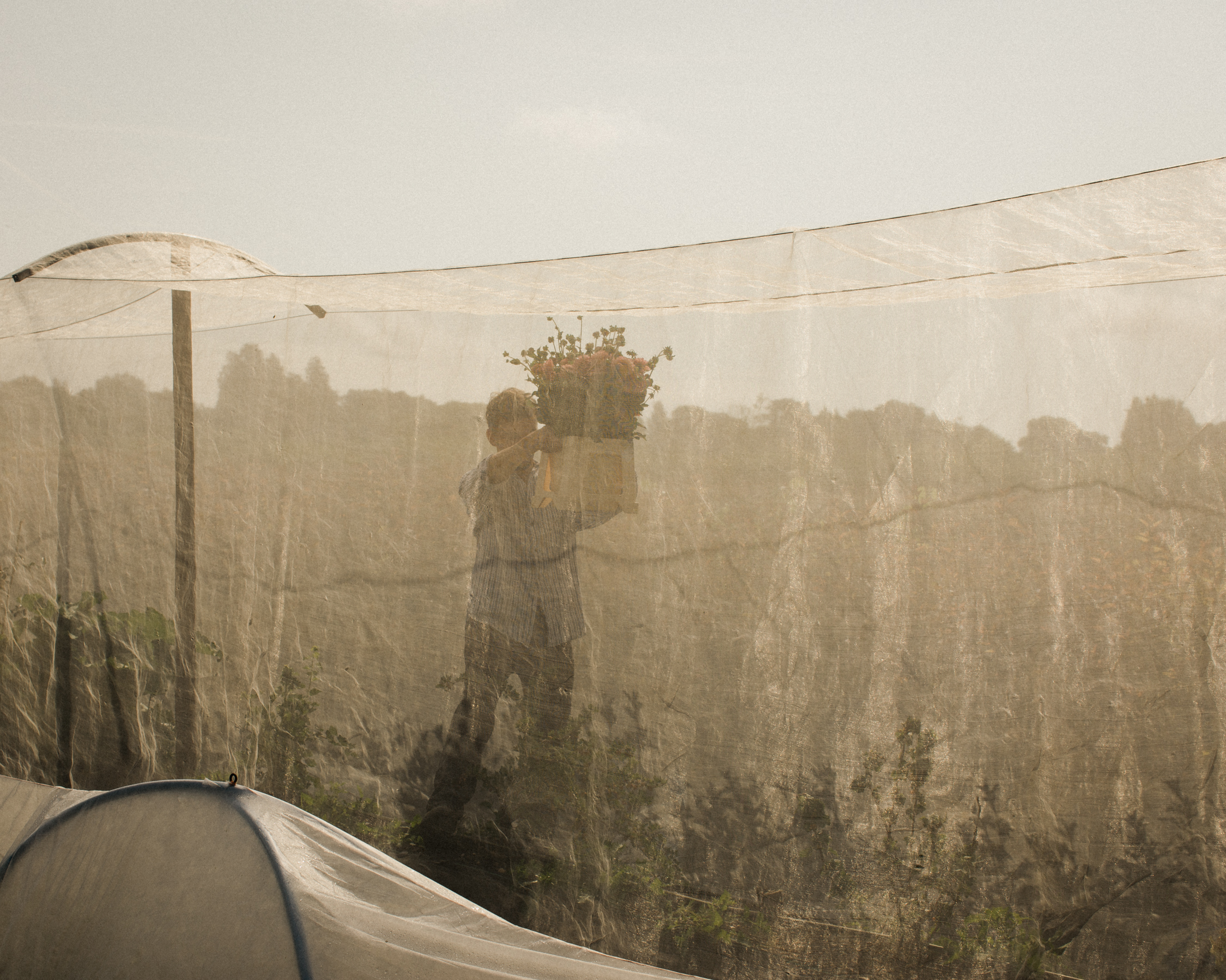 The Real Flower Company