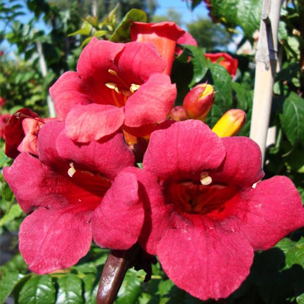 Atomic Red&amp;trade; Trumpet Vine