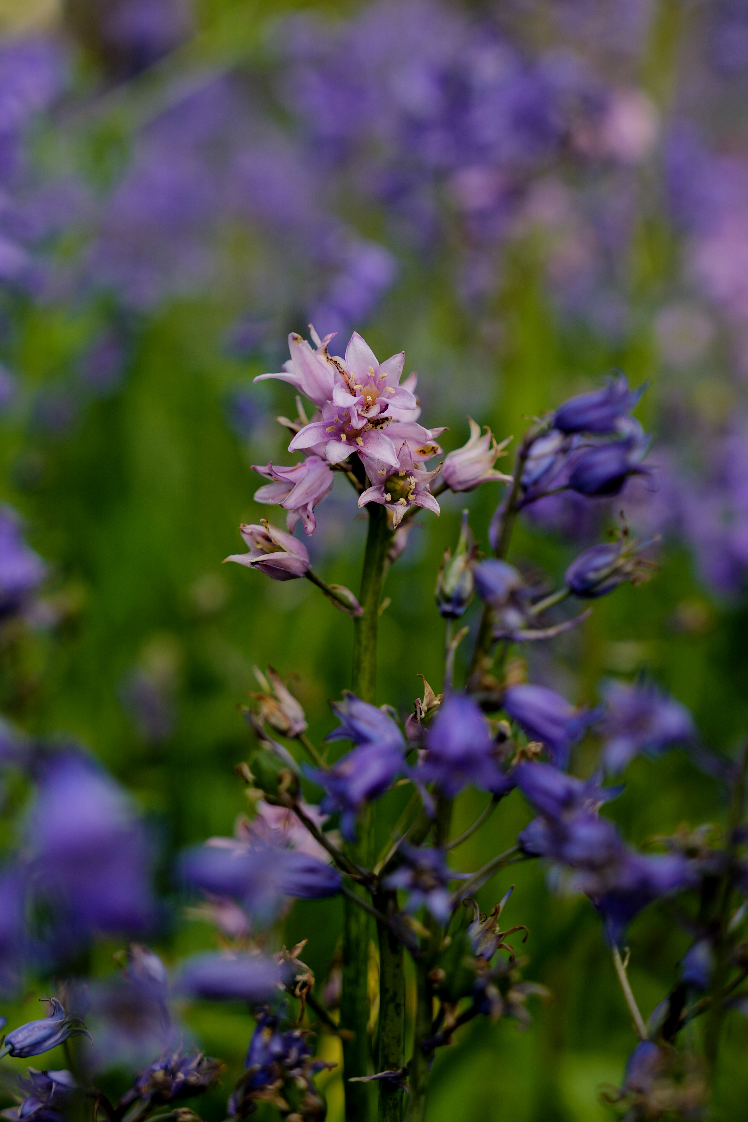 A photo taken on a Leica SL3-S mirrorless camera