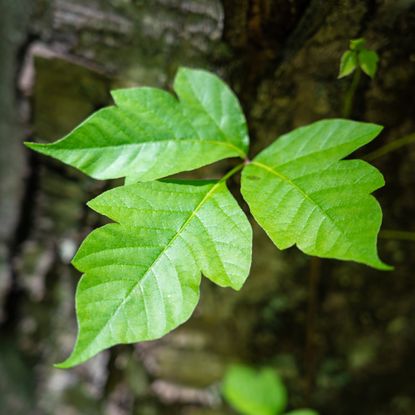Closeup of poison ivy leaves