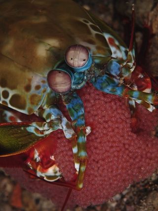 A peacock mantis shrimp with eggs.