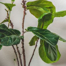 fiddle leaf fig losing leaves