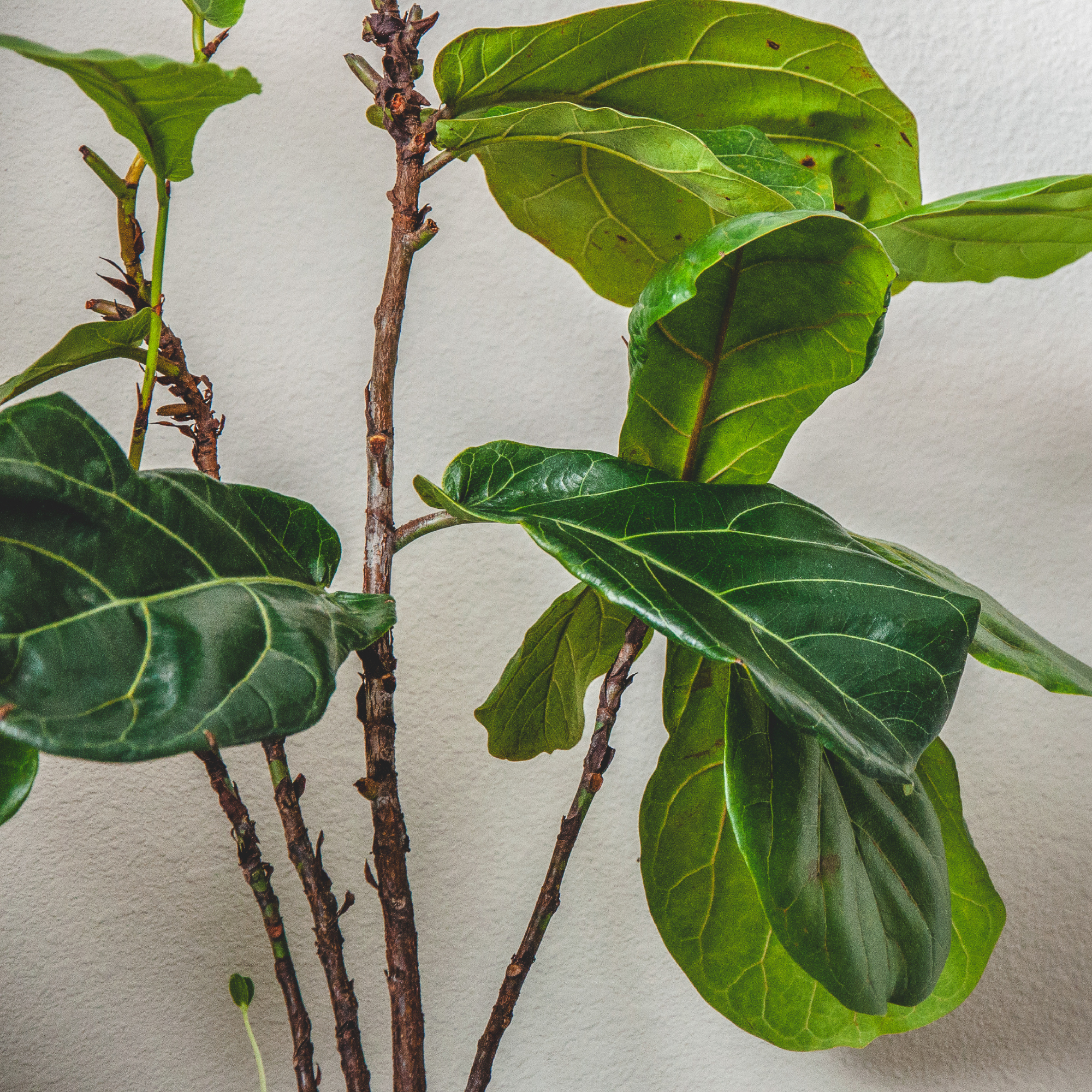 fiddle leaf fig losing leaves