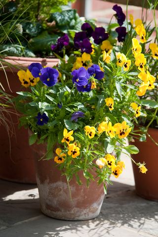 Pansies in a terracotta pot