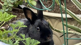 Black havana rabbit