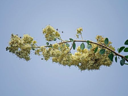 A Henna Tree