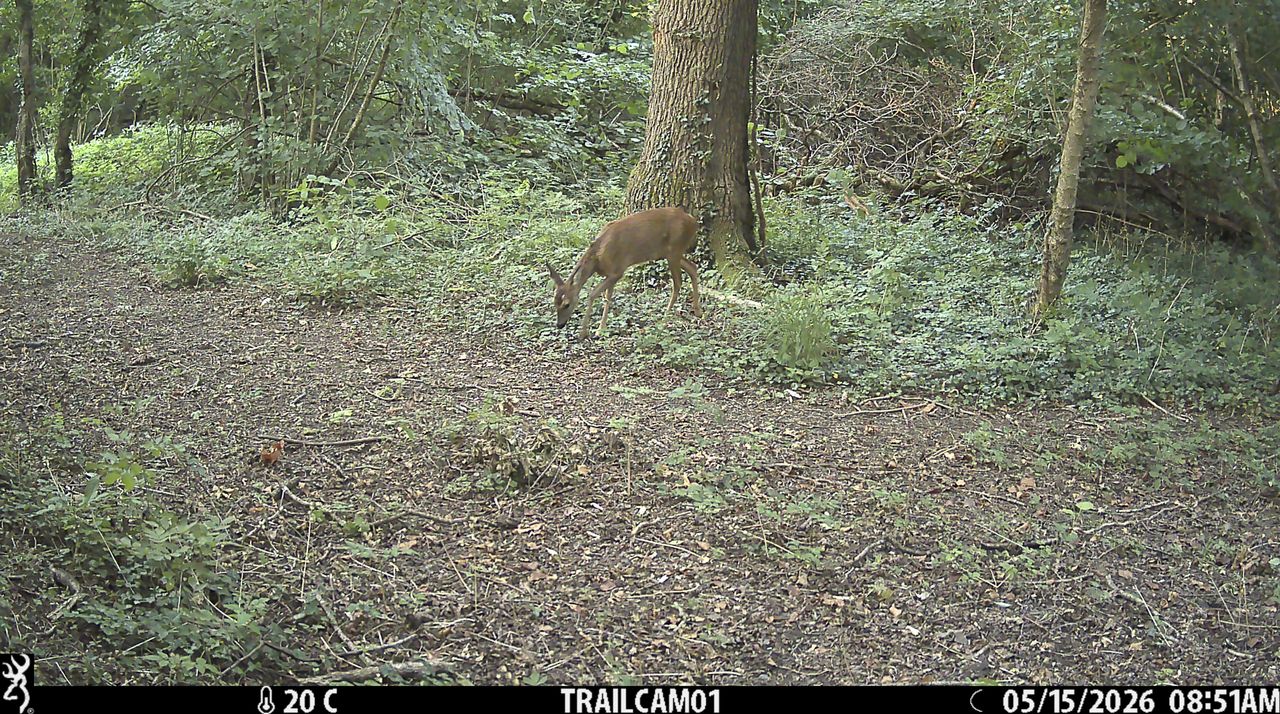 Sample image from the Browning Strike Force HD Pro trail camera