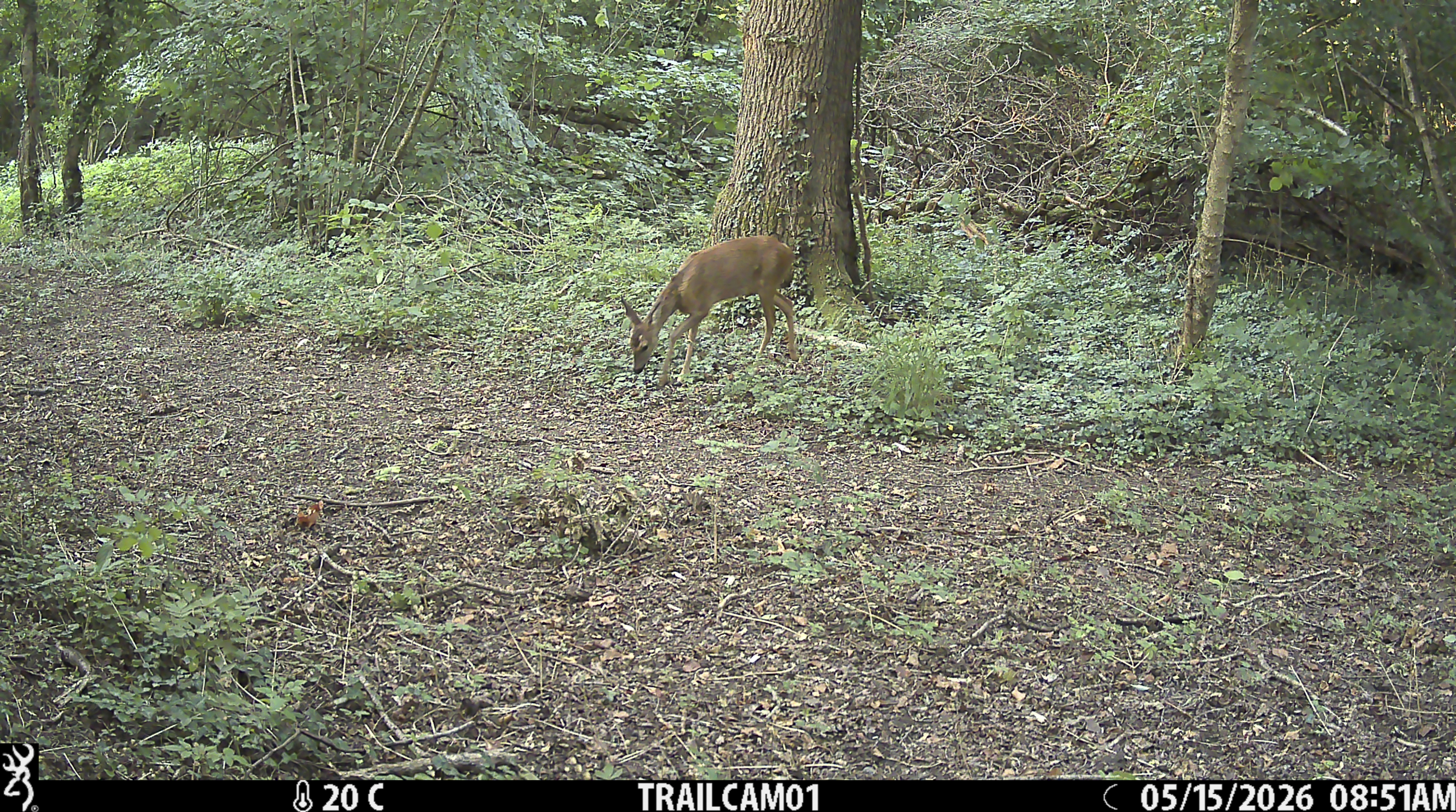 Sample image from the Browning Strike Force HD Pro trail camera