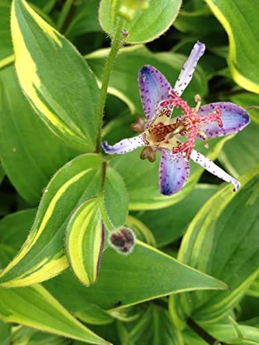 Variegated Toad Lily, Trictyrtis Sumurai, Live Plant