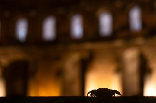 A crab on the night time streets of Rome