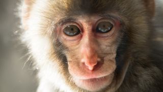 A close-up of a monkey&#039;s face, with its eyes staring directly into the camera