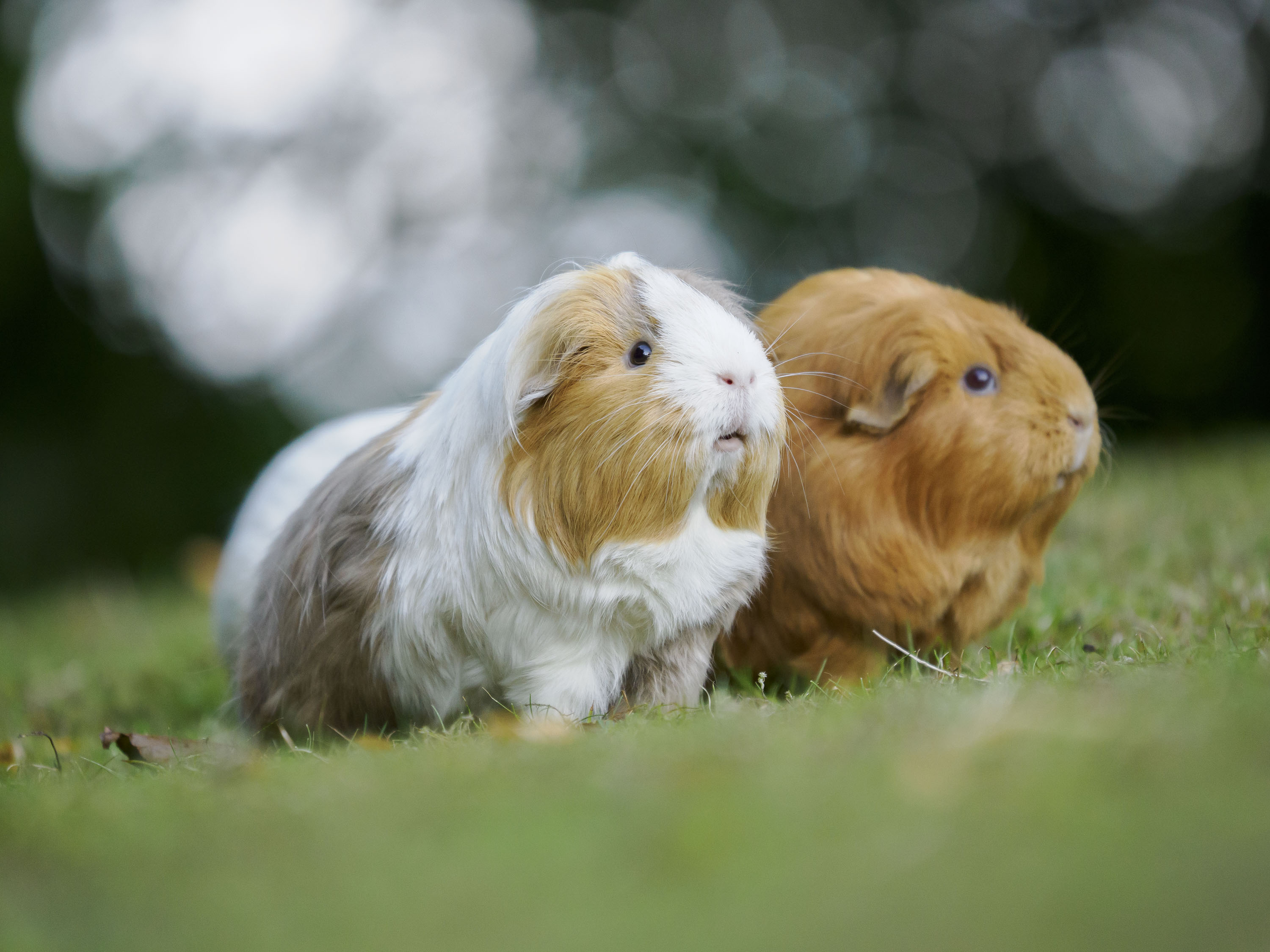 OM System 50-200mm F2.8 sample gallery: guinea pigs on a lawn