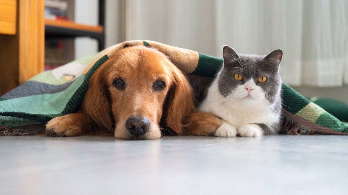 Golden retriever and British shorthair