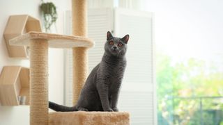 Grey cat sitting on a cat tree — Best pet accessories