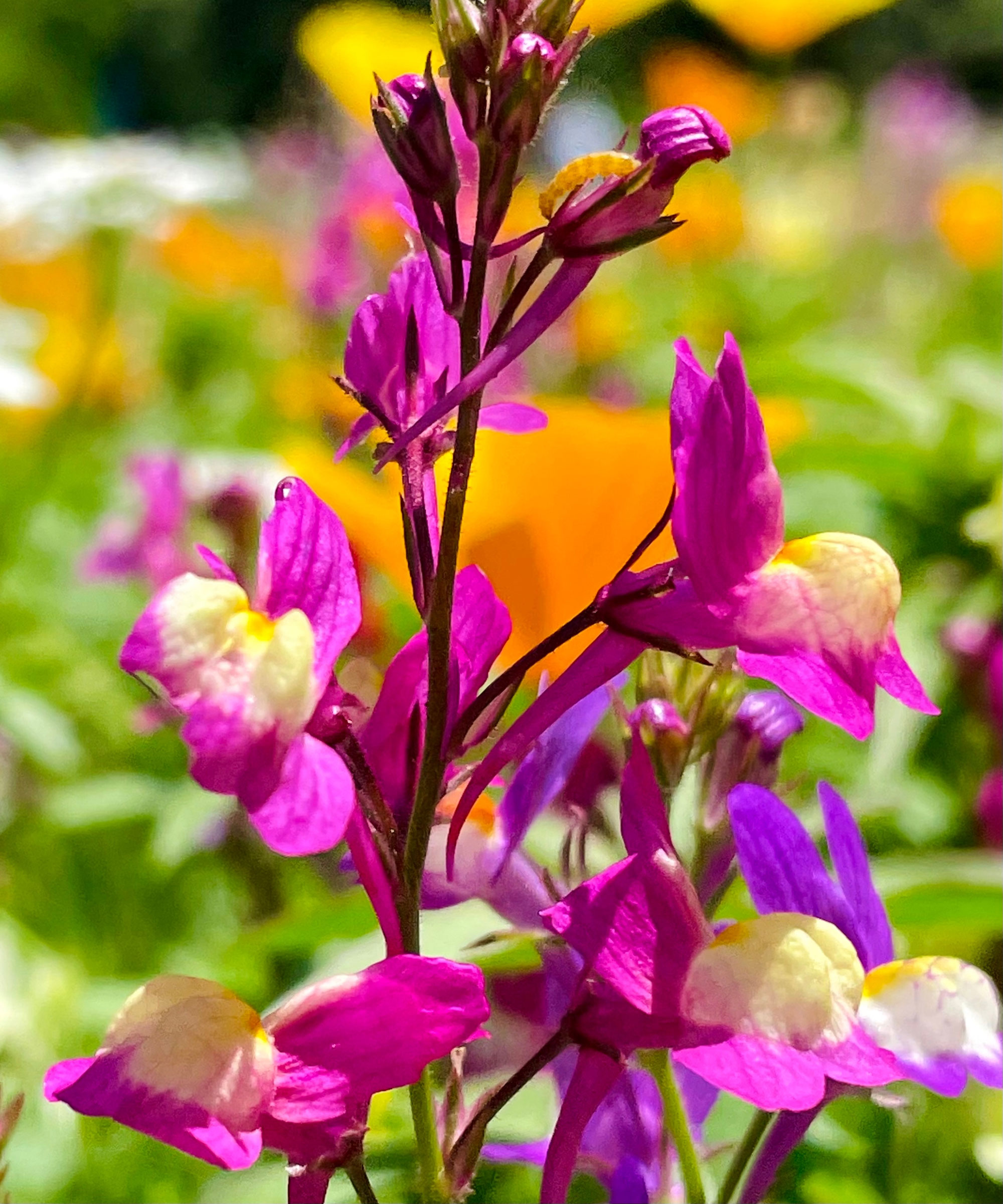 penstemon plant with bright pink flowers