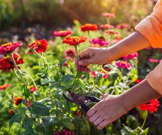 Zinnia cuttings