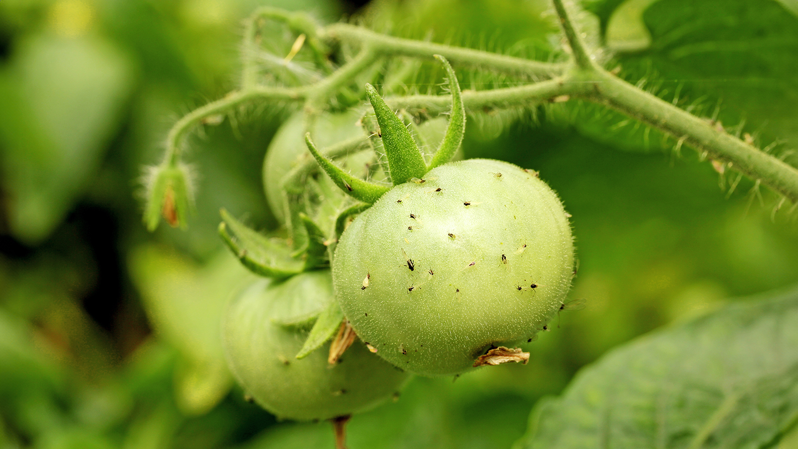 Aphids on unripe tomatoes