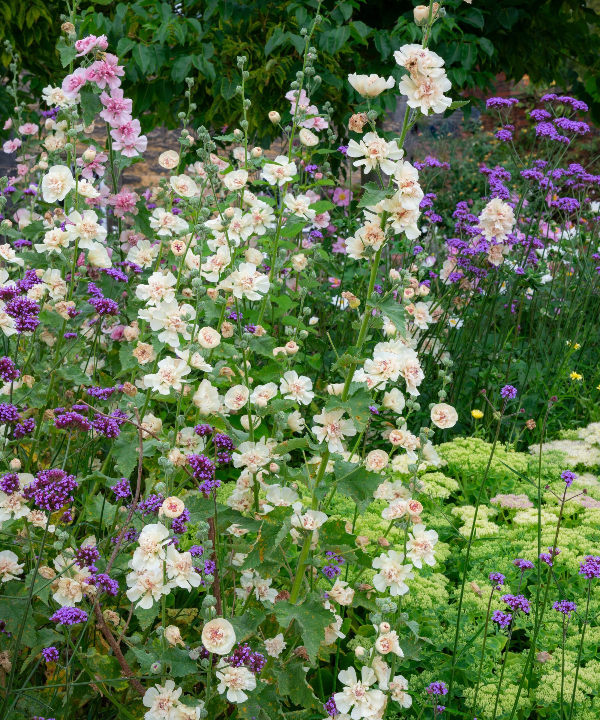Cottage garden flower bed filled with verbena