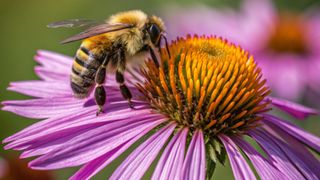 AI generated image of bee on purple coneflower