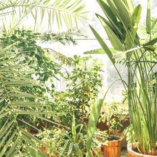 houseplants in greenhouse