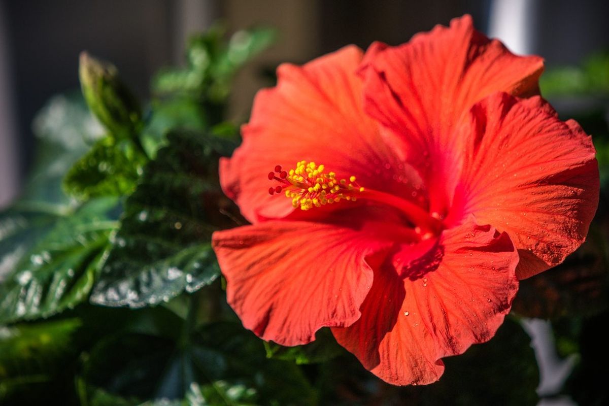 Hibiscus Varieties For Zone 8 How To Care For Zone 8 Hibiscus