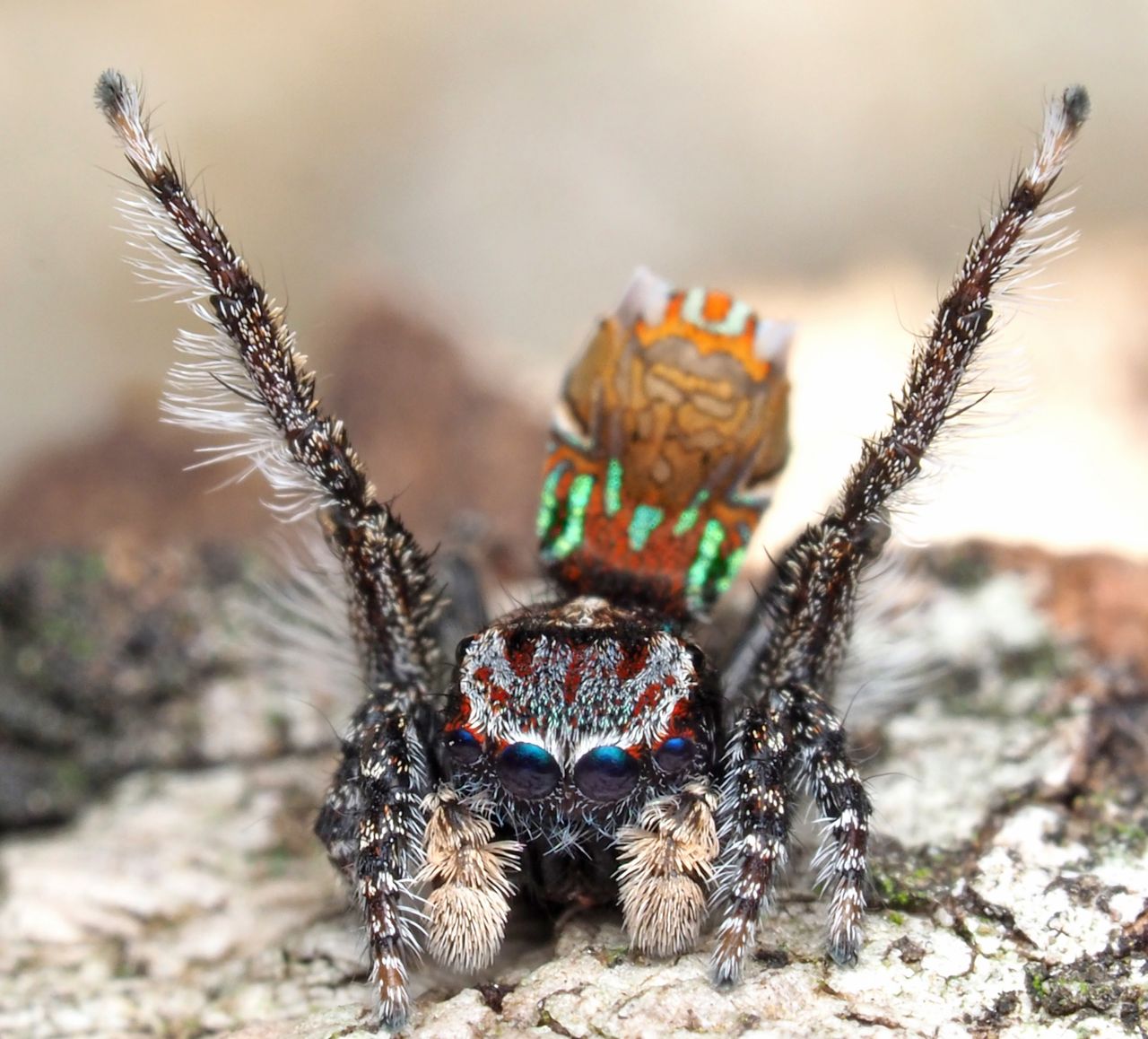The peacock spider M. noggerup