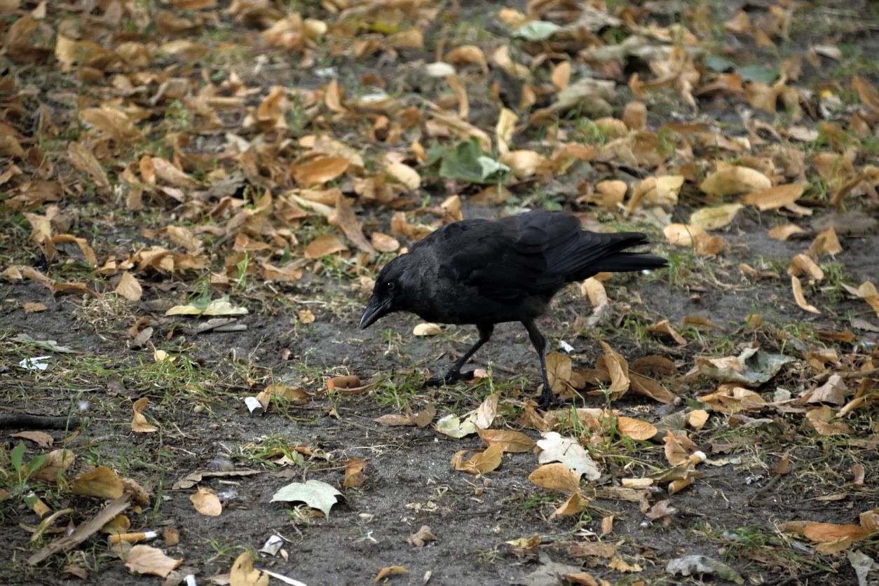 Crow