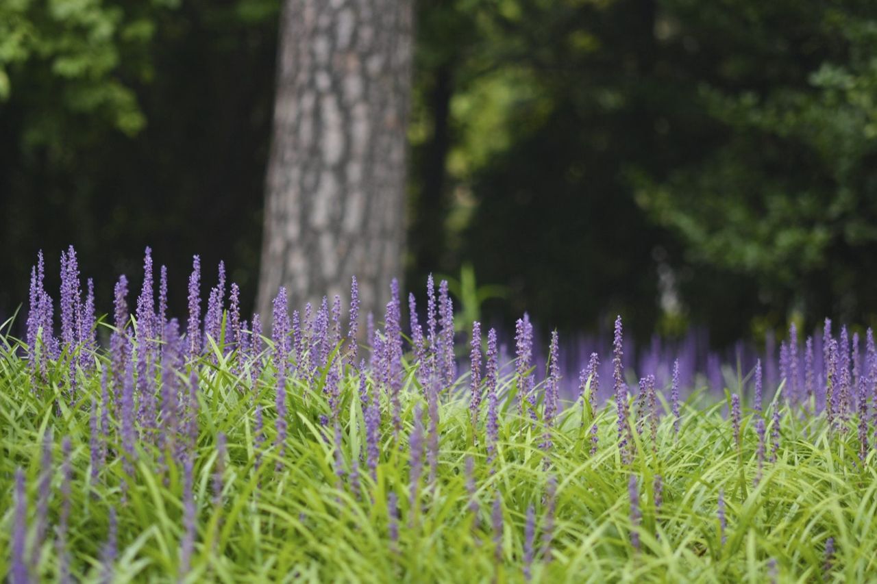 Lilyturf Lawn