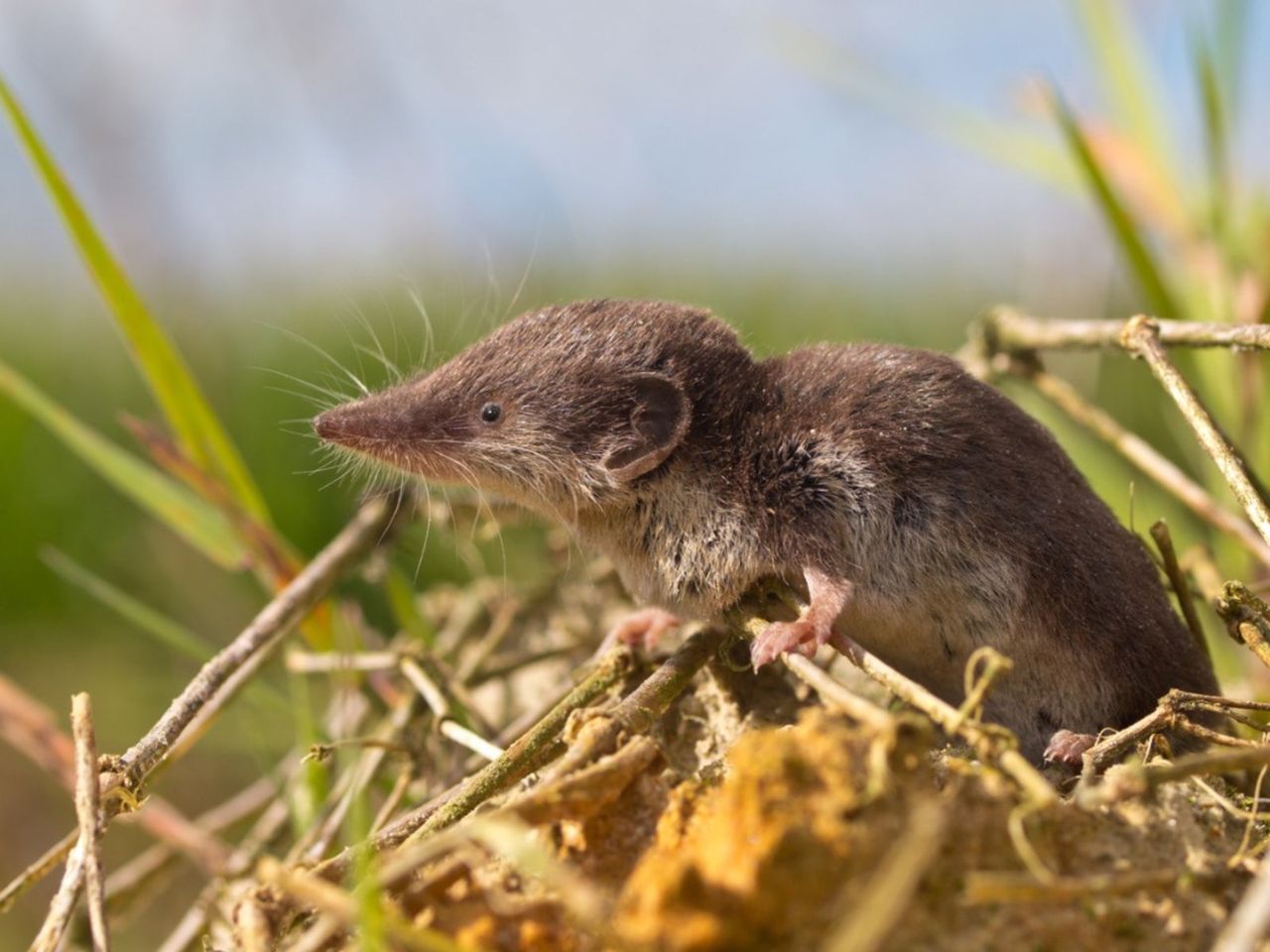 A Shrew In The Garden