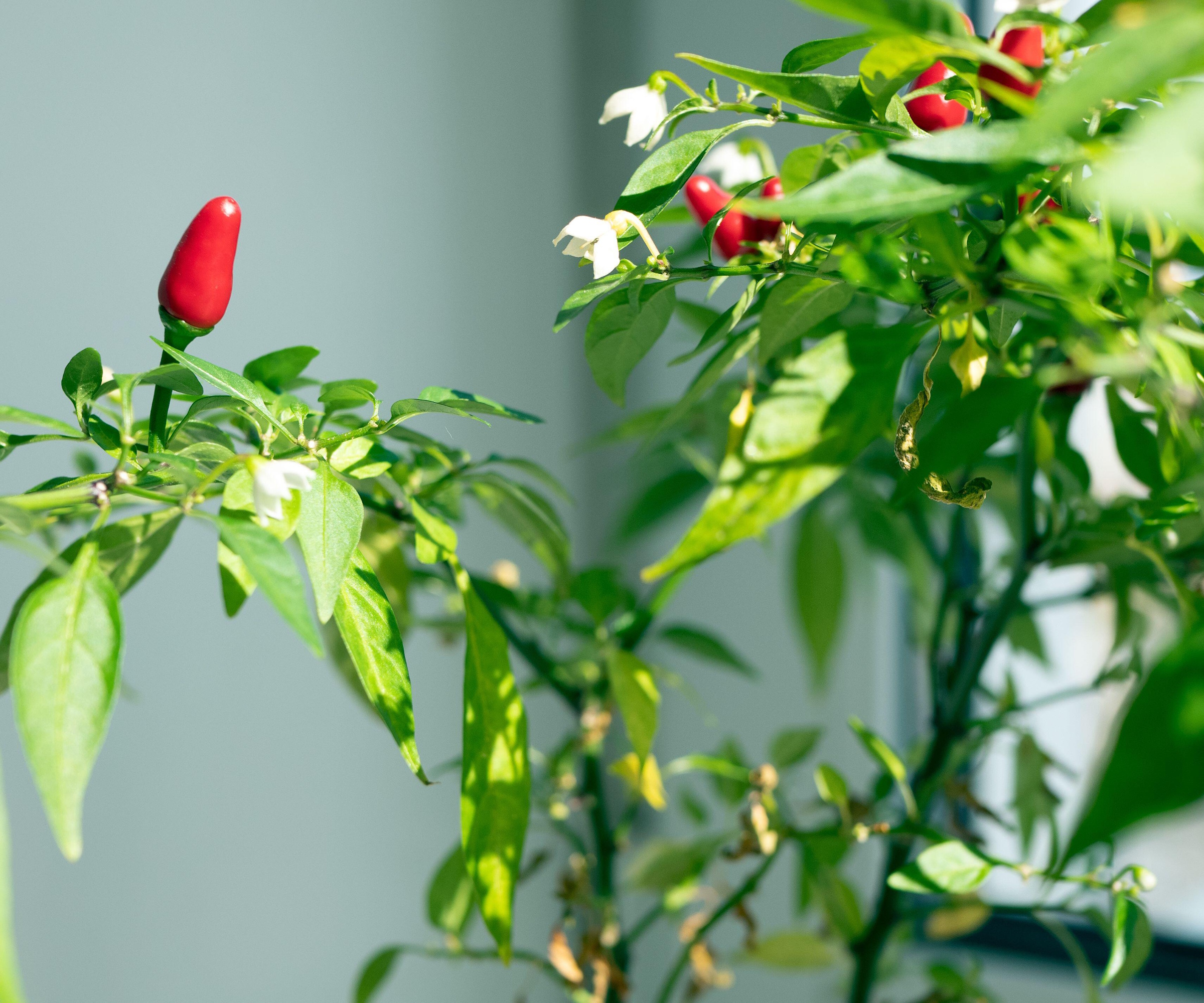 Indoor chili pepper plant