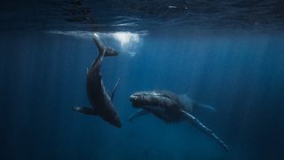 A humpback whale and her calf swimming below ocean's surface.