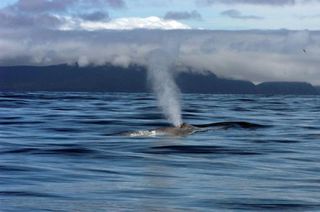 A blue whale spouts off Moresby Island, British Columbia, Canada. 