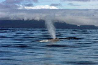 A blue whale spouts off Moresby Island, British Columbia, Canada.