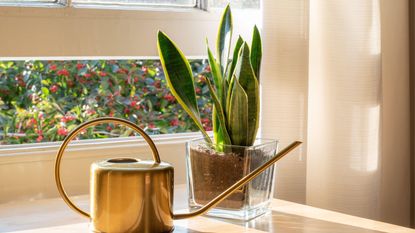 A sansevieria trifasciata snake plant in the window of a modern home