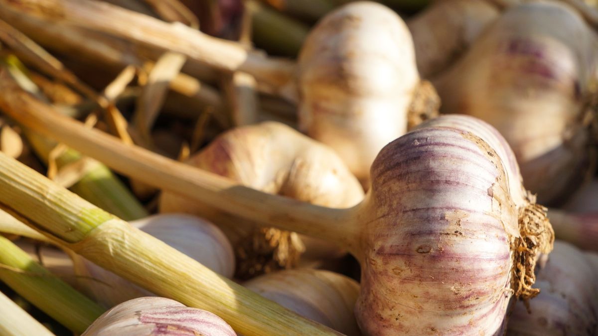How to grow garlic in pots – expert tips for a good crop