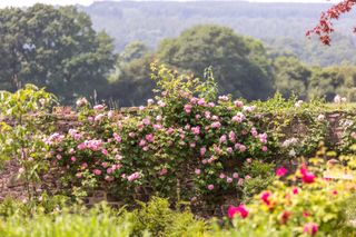 best climbing roses: Constance Spry David Austin Roses
