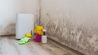 Will a dehumidifier in a basement help upstairs? Cleaning products in front of a wall with mold