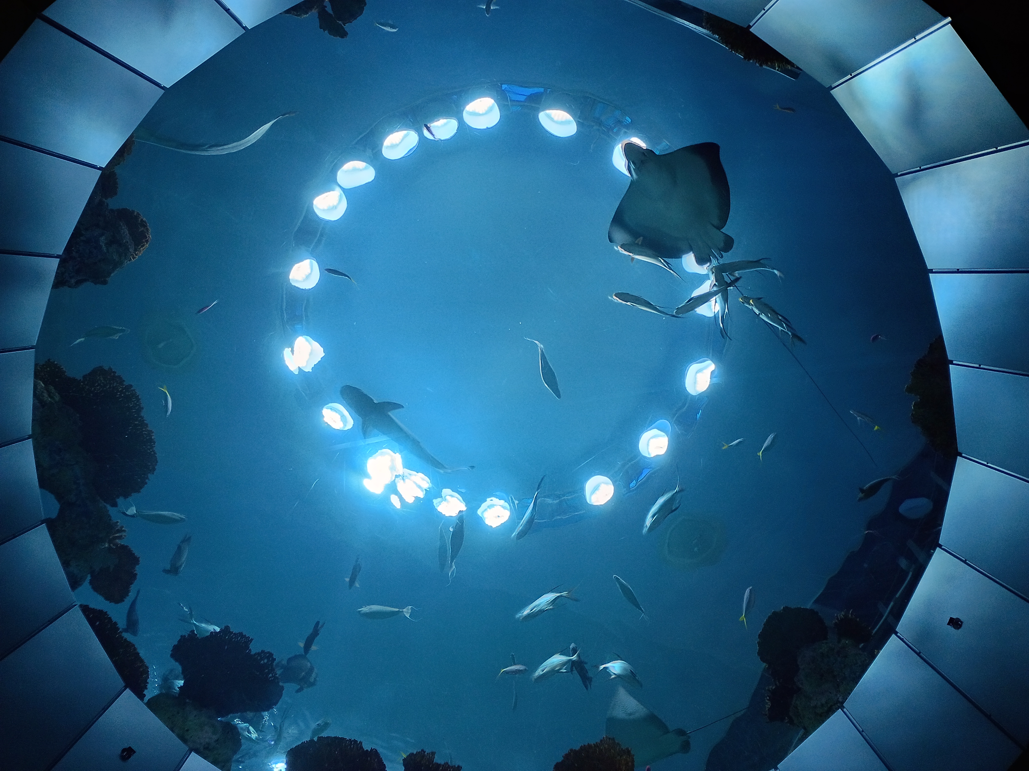 An aquarium with aquatic animals