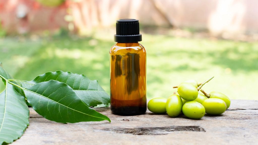 fresh neem oil beside neem leaves and fruits 