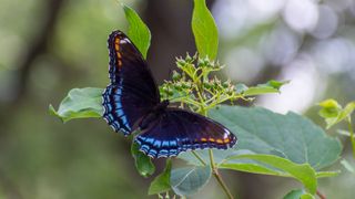 Red spotted purple butterfly