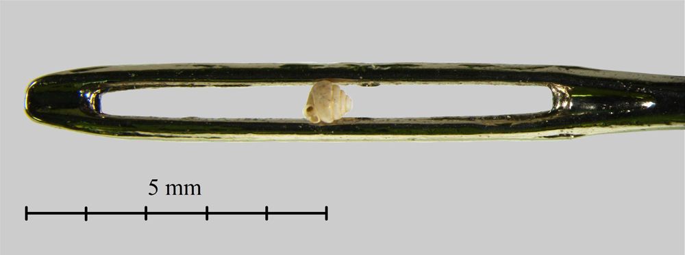 Angustopila dominikae, smallest snail