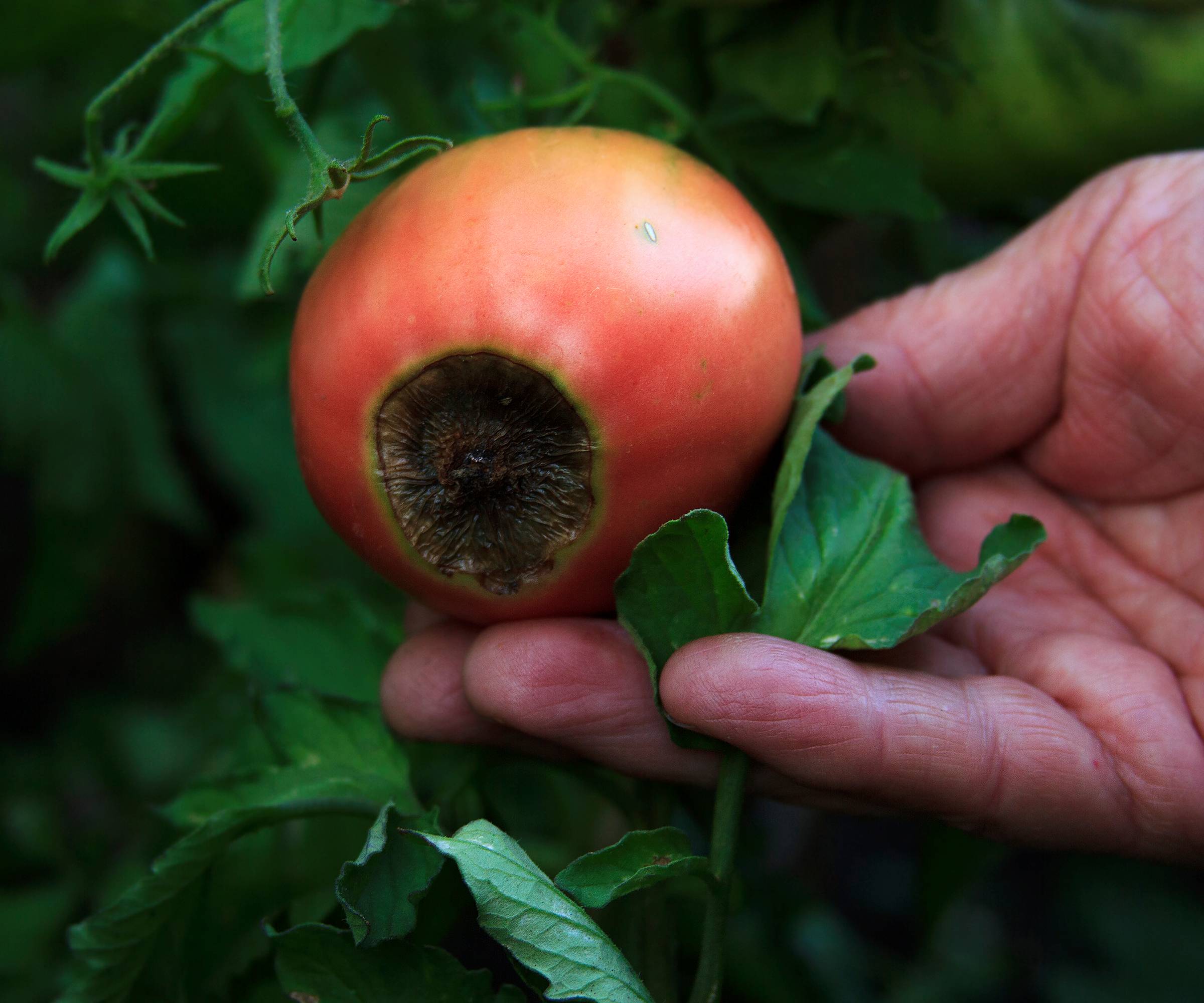 A hand touches a tomato with blossom end rot
