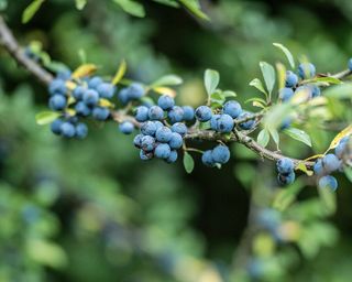 dark purple sloe berries