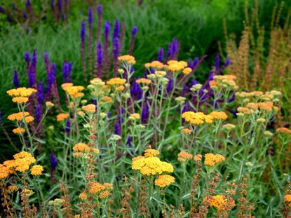 Yellow And Purple Flowers
