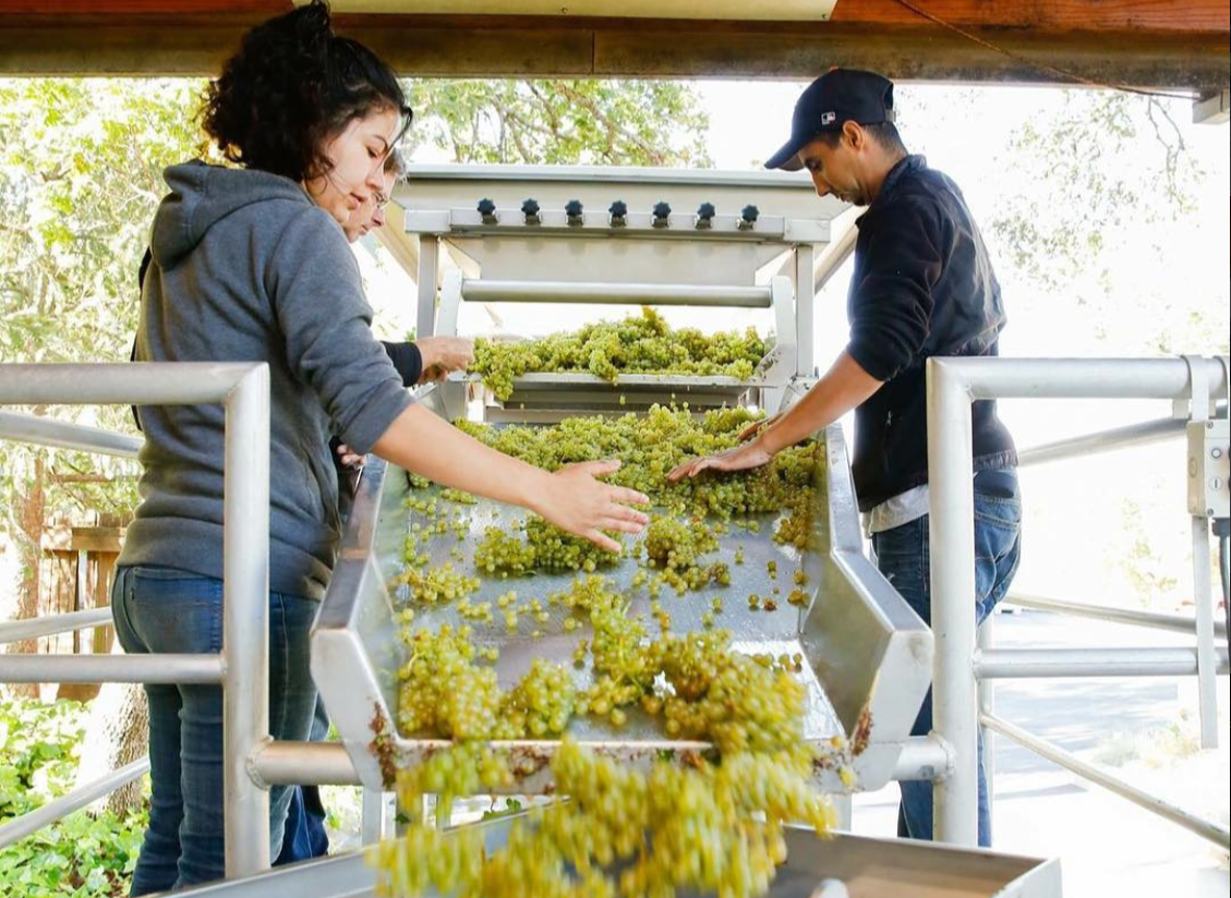 california wine harvest photos