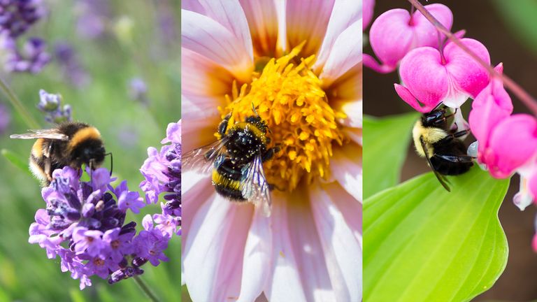 flowers that attract bees lavender, dahlia and dicentra with bees